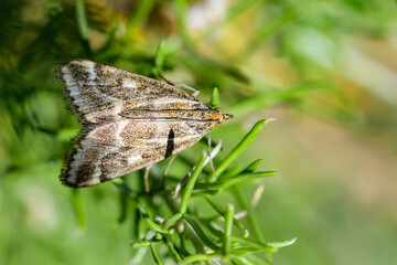 Fototapeta na wymiar Loxostege sticticalis is a species of moth in the Crambidae family
