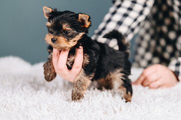 Hold in Hands Yorkshire Terrier on Blue Background in checkered shirt. Playful Puppy looks away