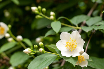 White jasmine flowers close-up on the background of foliage. Place for an inscription.