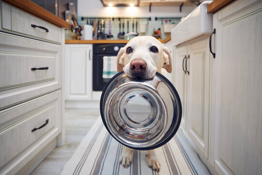 Hungry dog with sad eyes is waiting for feeding at kitchen. Cute labrador retriever is holding dog bowl in his mouth at home..