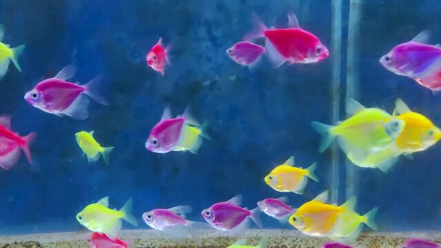 Aquarium with different colored tetra fish or glofish or fluracent fish. Selective focus