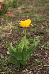 yellow flower in the garden