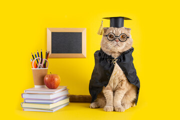 Welcome back to school poster. Funny cat schoolboy on yellow background, blackboard with copy...