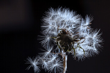 White fluffy dandelion on black background