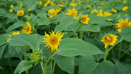 When it comes to the best summer flower, it is the sunflower
