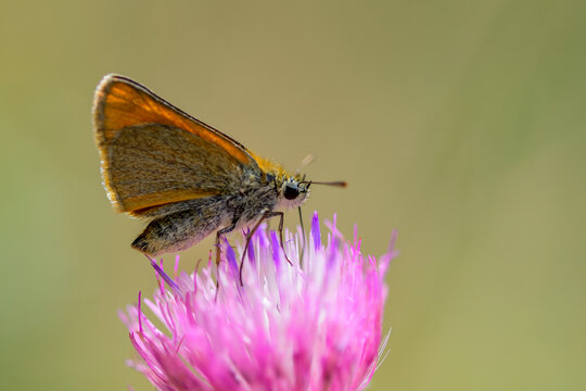 Thymelicus Lineola Or Essex Pattern, Is A Species Of Moth In The Hesperiidae Family