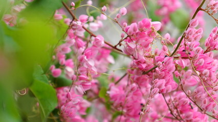 Antigonon leptopus Pink can be used as background.