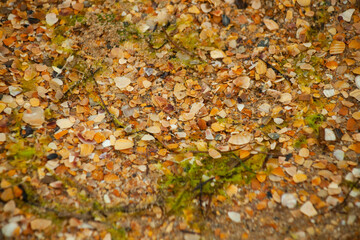 a close-up photo of the texture of tiny shells on the beige seashore