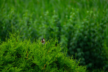 Sparrow sits on green hedge
