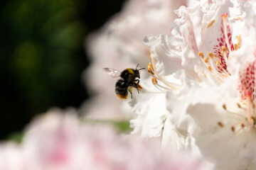 bumblebee flies to flower in macro