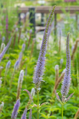 Tall narrow delicate white-blue inflorescences of Veronicastrum sibiricum in the park. Photo for a garden center or plant nursery catalog. Sale of green spaces. Close-up