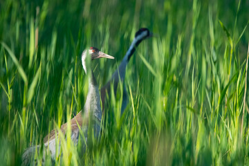 In the middle of the grass
