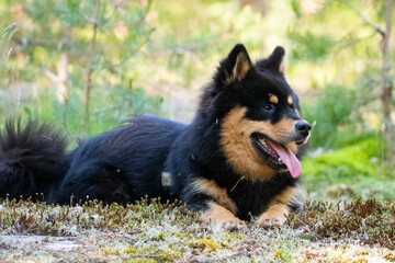 Finnish lapphund smiling