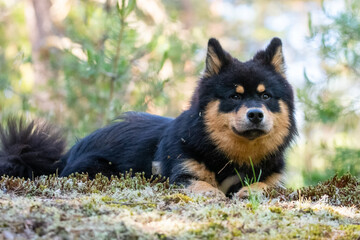 Finnish lapphund