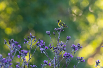 Bird on flowers