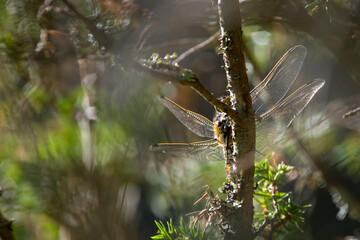 Orthetrum cancellatum