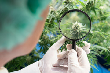 Scientist researcher using magnifier glass closely monitor record of growing up development of cannabish flower and leaves under environment lighting control inhouse modern plantation 
