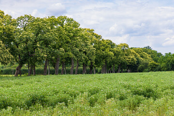 Fototapeta na wymiar Dutch agriculture field with the old crop buckwheat