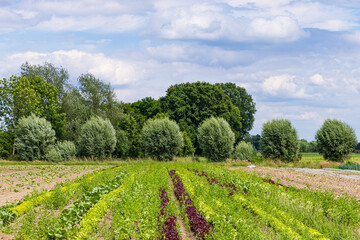 Fototapeta na wymiar Nature inclusive organic agriculutral with strip cultivation in De Glind Barneveld in Gelderland The Netherlands