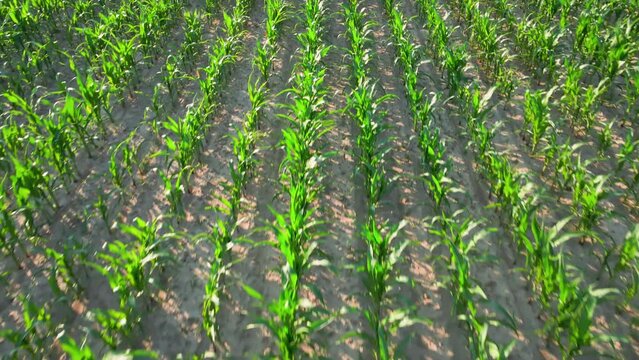 Drone flight over agricultural green field with corn maize plants, Rural countryside environment