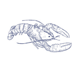 sketch of Homard, Hand drawn illustration