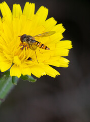 Schwebewespe, Insekt, Makro, Blume, Blüte, Natur, BIO, 