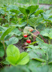 strawberry leaves and red berries in the garden