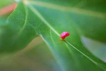 This bright red gall on this green leaf is caused by an insect or mite.  Macro shot of a gall caused by a mite.