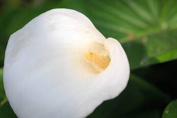 Fototapeta na wymiar calla flower. White flower close up. calla lilies beautiful white flowers in the garden.