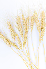 Spikelets of wheat lie on a white table
