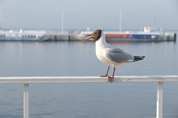 seagulls on the coast of the Gulf of Finland in Peterhof
