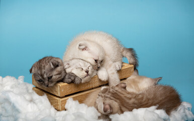 Sleepy Scottish kittens funny went to sleep between white clouds on a blue background.