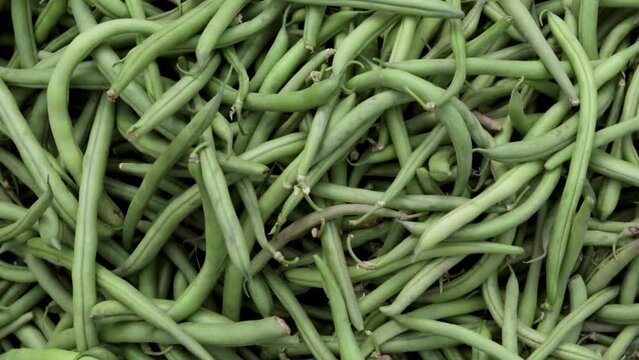 fresh organic green beans from farm close up from different angle