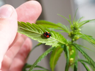 Ladybug sitting on the marijuana plant leaves. Cannabis farm insect