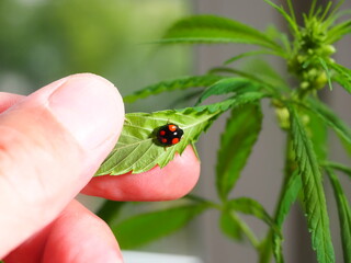 Ladybug sitting on the marijuana plant leaves. Cannabis farm insect