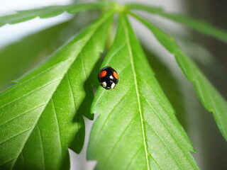 Ladybug sitting on the marijuana plant leaves. Cannabis farm insect