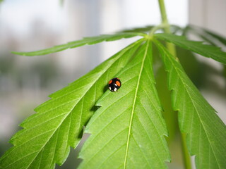 Ladybug sitting on the marijuana plant leaves. Cannabis farm insect
