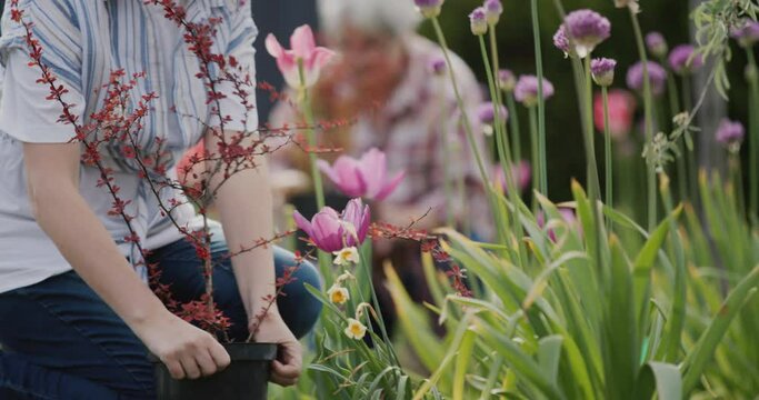 Women working in the garden - planting flowers in the backyard dma