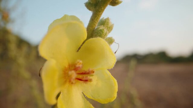Verbascum blattaria Moth Mullein flower sways in the wind at sunset, in a desert area. Close-up.
