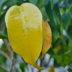 close up of yellow leaf