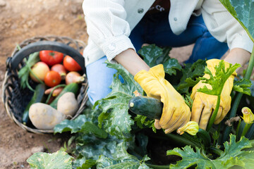 Unrecognizable young woman collecting fresh picked vegetables on a basket from her garden harvest orchard