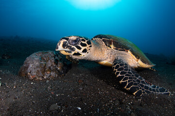 Hawksbill Turtle - Eretmochelys imbricata swims along coral reefs. Underwater world of Tulamben, Bali, Indonesia.