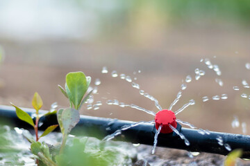Close up view of drip irrigation pipe puring water into the plantation in the orchard