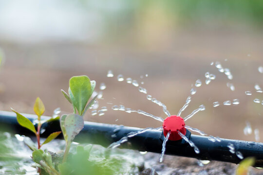 Close up view of drip irrigation pipe puring water into the plantation in the orchard