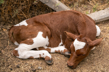 calf. sad look. farm life.