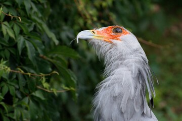 Secretary bird portrait, Prague zoo