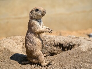 Naklejka na ściany i meble Black-tailed prairie dog standing on its hind legs and observing the surroundings, Zoo Prague 