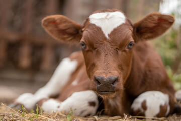 Obraz na płótnie Canvas calf. sad look. farm life.
