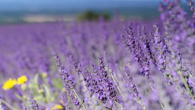 Lavender flowers on field. Growing plant swaying on wind. Selective focus on purple blooms. Provence in France.