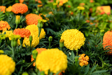 Colorful Chrysanthemum flowers in the garden